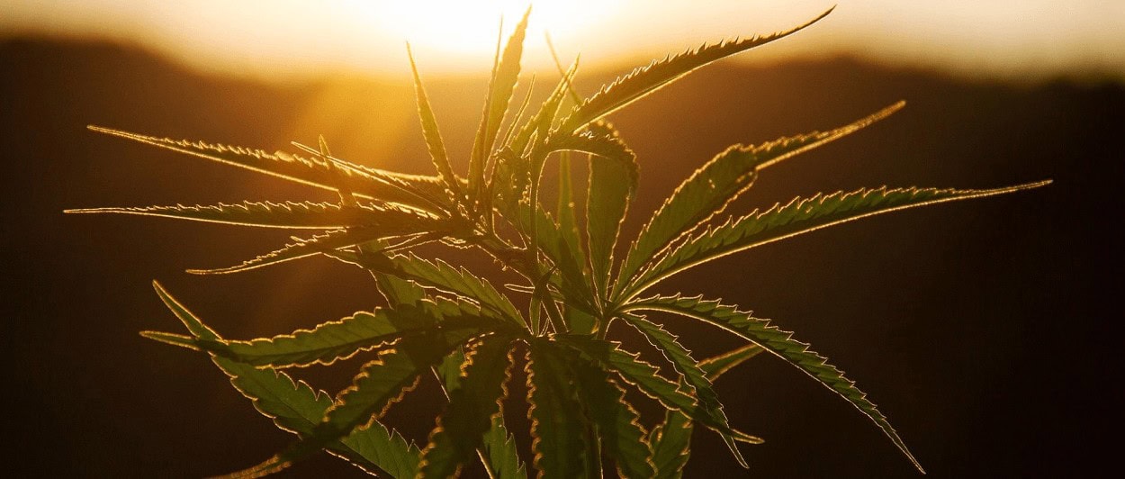 Hur Använder Man CBD För Bästa Resultat 2