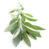 Eterisk Vit Salvia Olja (100%)