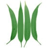 Citroneukalyptus (Eucalyptus citriodora)